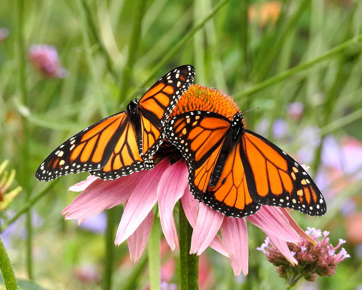 Butterfly Wonderland in Scottsdale