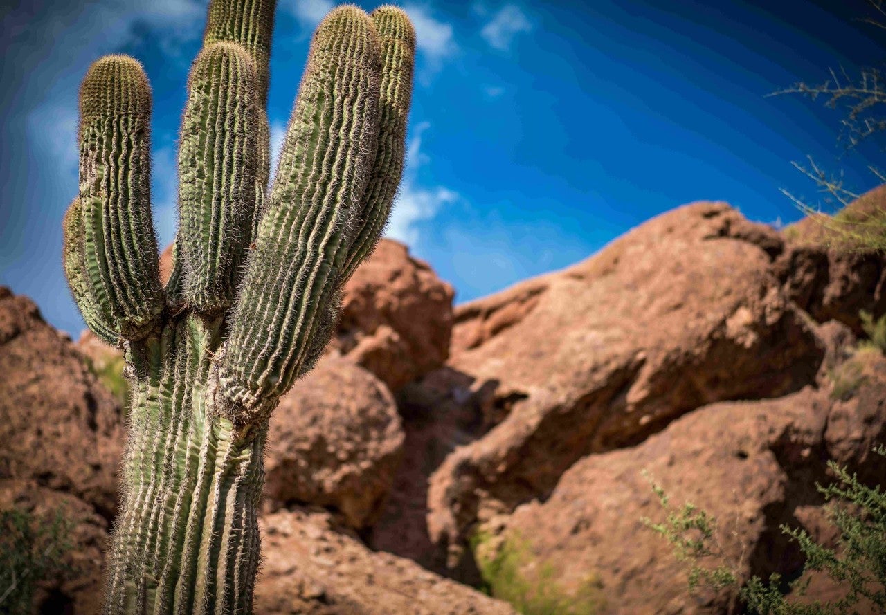 Camelback Mountain — Cholla Trail in Scottsdale