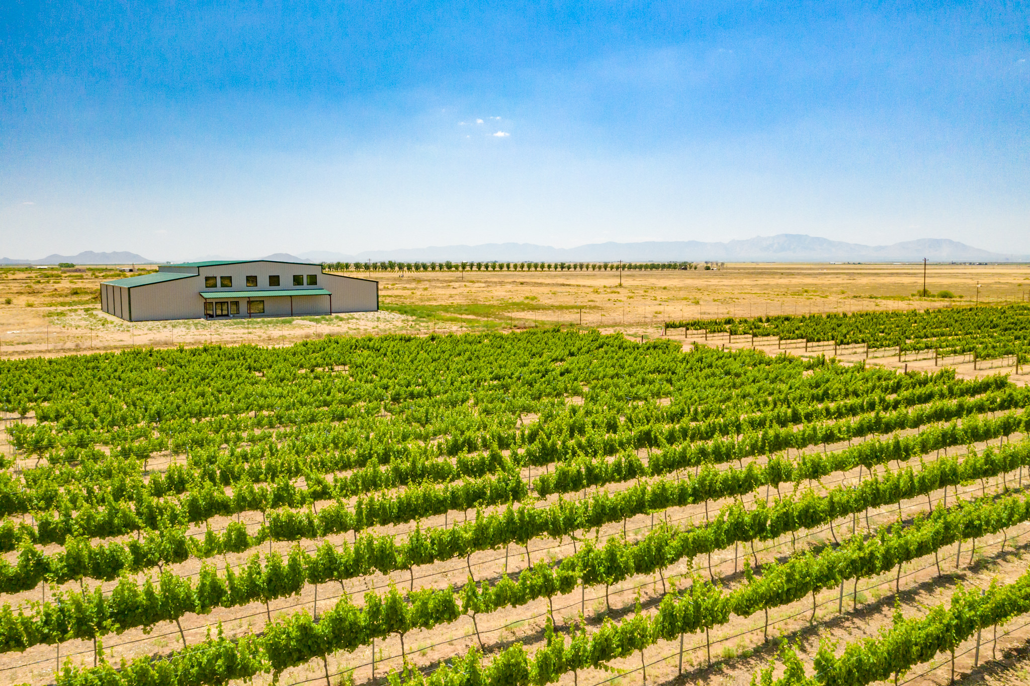 Carlson Creek Vineyard in Scottsdale