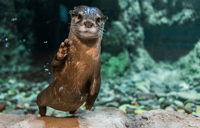 OdySea Aquarium in Scottsdale